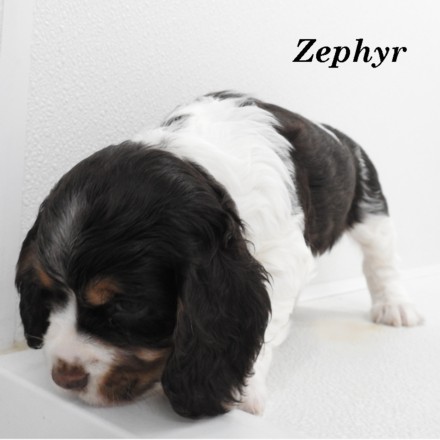 puppy, for, sale, Cocker Spaniel, Joe & Cherri  Overlease, dog, breeder, Miller, MO, dog-breeder, puppy-for-sale, forsale, nearby, find, puppyfind, locator, puppylocator, aca